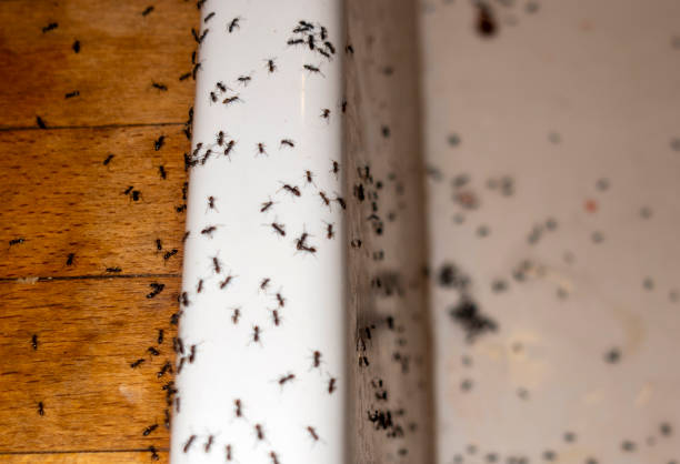 Best Flea Control Services  in Haslet, TX